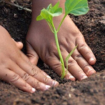 Timeline: Biorremediación