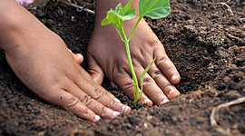 Timeline: Biorremediación