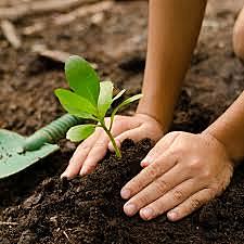 ¡Planta más árboles!