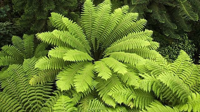 Helechos en Florida remueven arsénico
