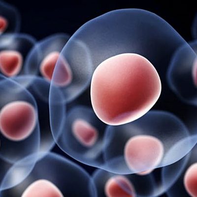 Timeline: Rumbo a la Teoría Célular