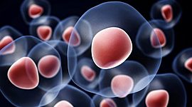 Timeline: Rumbo a la Teoría Célular