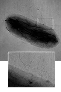 Geobacter sulfurreducens en el Río Colorado