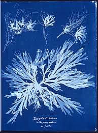 Herschel's Creation of the Cyanotype