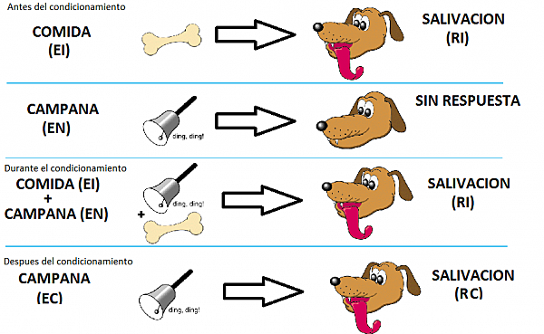 Iván Pávlov, experimento de ¨Perro, comida y salivación¨