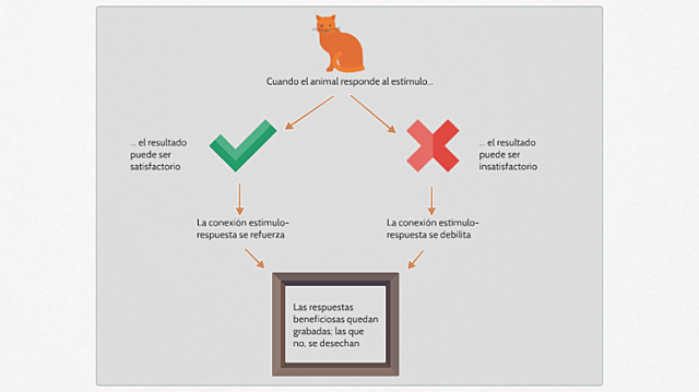 Edward Thorndike realiza experimentos con gatos, perros y gallinas.