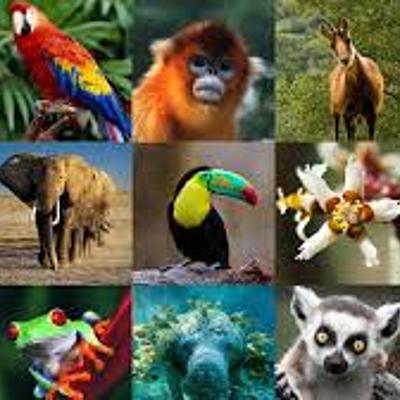 Timeline: Linea De Tiempo De Jesus Corrales Animales En Peligro Extinción