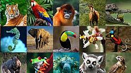 Timeline: Linea De Tiempo De Jesus Corrales Animales En Peligro Extinción