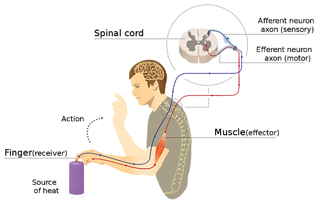 Functional Psychology