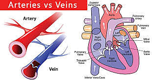 Arteries and Veins