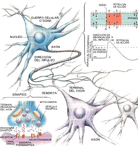 Publicación de un Proyecto de Redes Neuronales