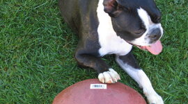 Timeline: The Sweet Life of Obi Kenobi (Superpup)