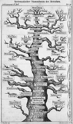 Darwins Theory of Evolution (02/12/1802-04/19/1882)