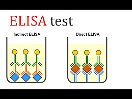 ELISA test