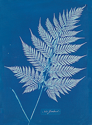 Anna Atkins and Photographs of British Algae