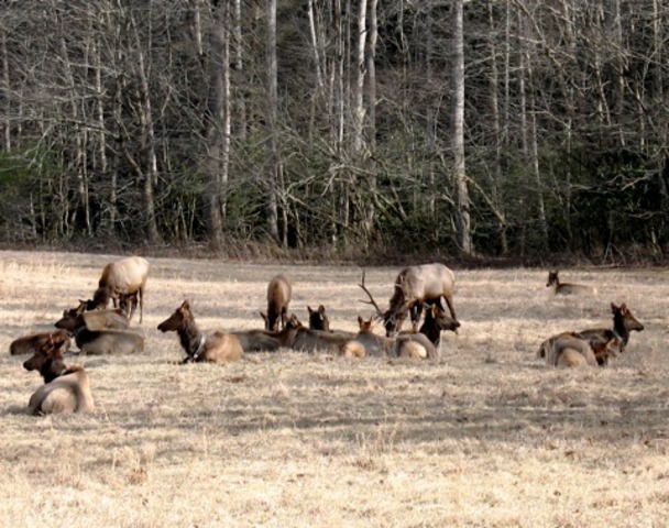 Elk reintroduced into Tennessee