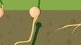 Timeline: η αναπτυξη του φυτου