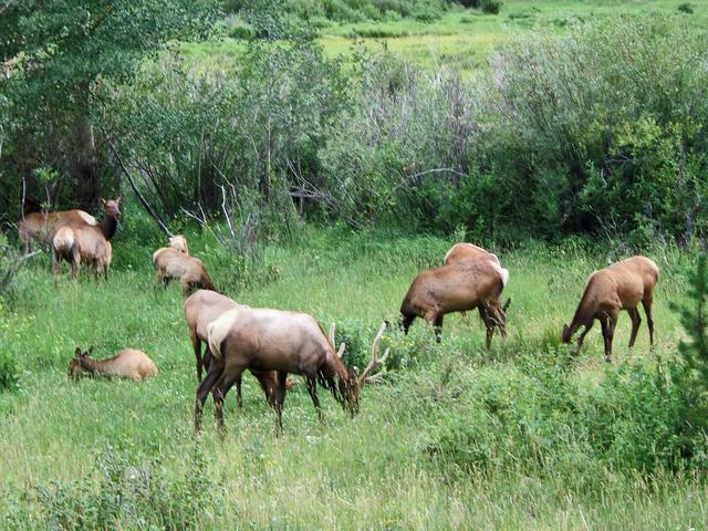Last Elk Sighting in Tennessee