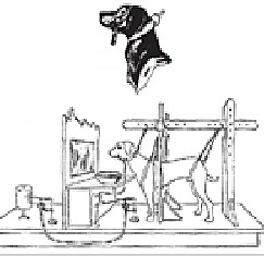 Condicionamiento salival, Pavlov