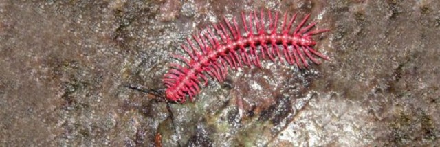 Shocking Pink Millipede