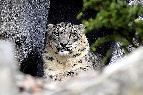 Reino Unido Animales Extintos