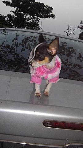 Perdí a mi perrita de casi toda la vida.