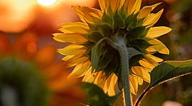 Timeline: Den Franske Revolution