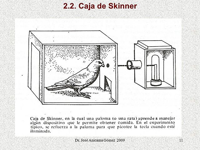 B. F. Skinner, experimento de ¨La superstición de las palomas¨