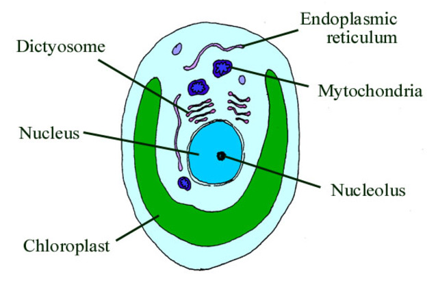 (1.8 BYA) Oldest eukaryote fossil
