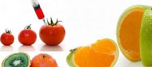 Alimentos trangénicos