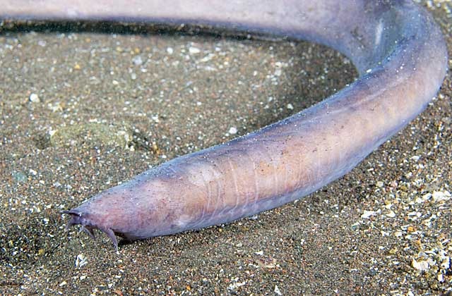 (480 mya) Fishes and land plants