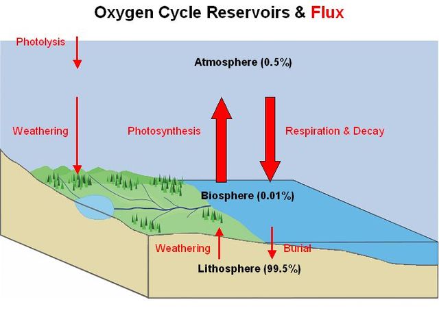 (400 mya) Oxygen nears present day levels