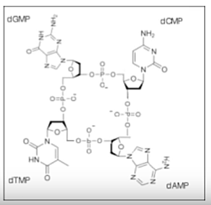 LEVENE'S TETRANUCLEOTIDE (PHOEBUS LEVENE)
