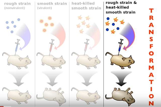 Griffith Experiment 1 (FREDERICK GRIFFITH)