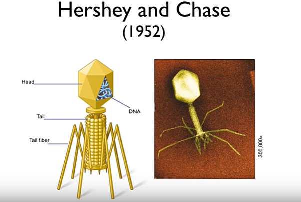ALFRED HERSHEY AND MARTHA CHASE