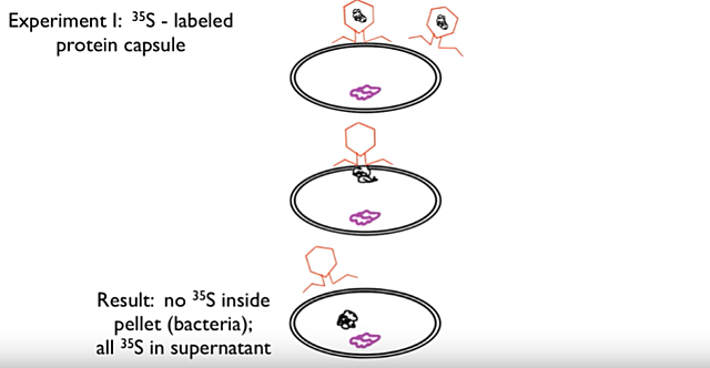ALFRED HERSHEY AND MARTA CHASE 4