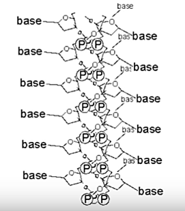 TRIPLE HELIX (LINUS PAULING)