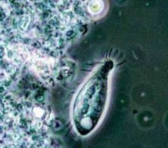 Anton Van Leeuwenhoek