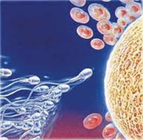 Anton Van Leeuwenhoek