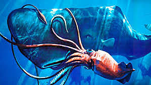 First Video of Giant Squid