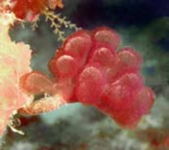 Oldest eukaryote fossils (1.8)