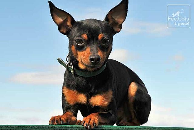 CUANDO SE PERDIÓ ÑEÑE