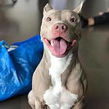 El mejor  amigo de mi papa