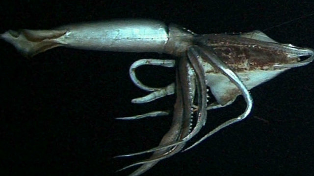 First Video of a Giant Squid