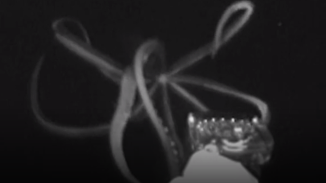 First Video of Giant Squid
