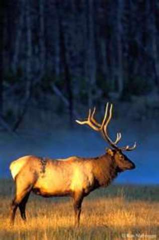 last elk spotted