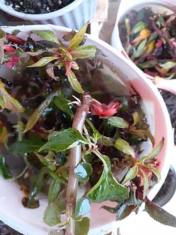 Empieza a brotar sus primeras raíces en algunas plantas.