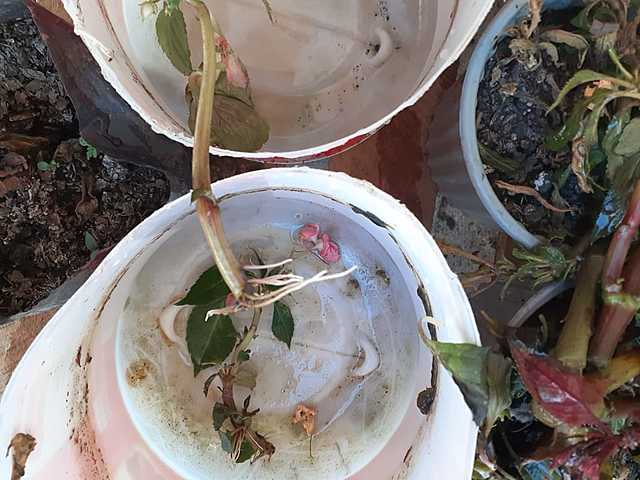 Seguimos revisando  los esquejes y siguen brotando sus raíces.