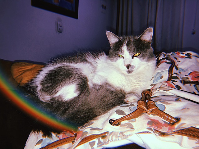 Atenea Cañas Olaya.