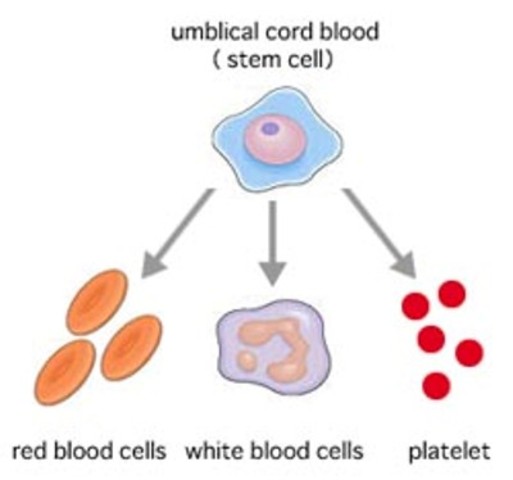 Stem cells are discovered in human cord blood.